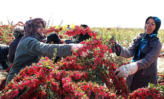 خانوارهای روستایی